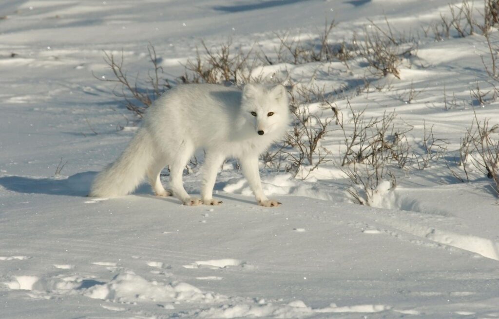 Arctic fox