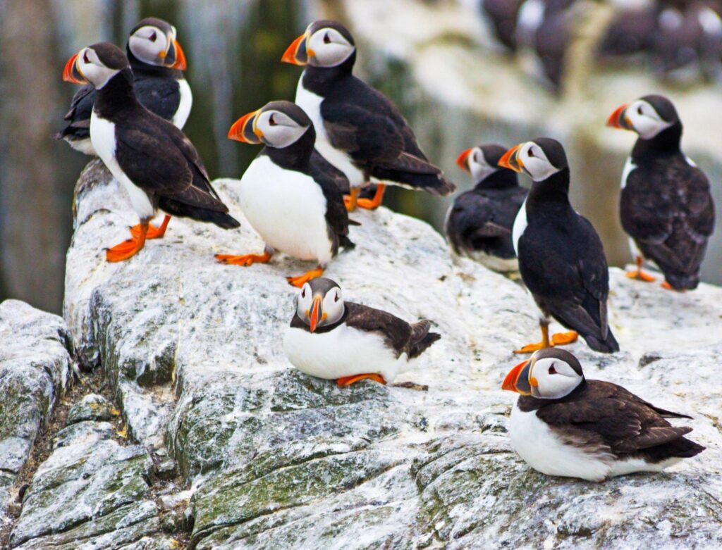 Atlantic Puffins