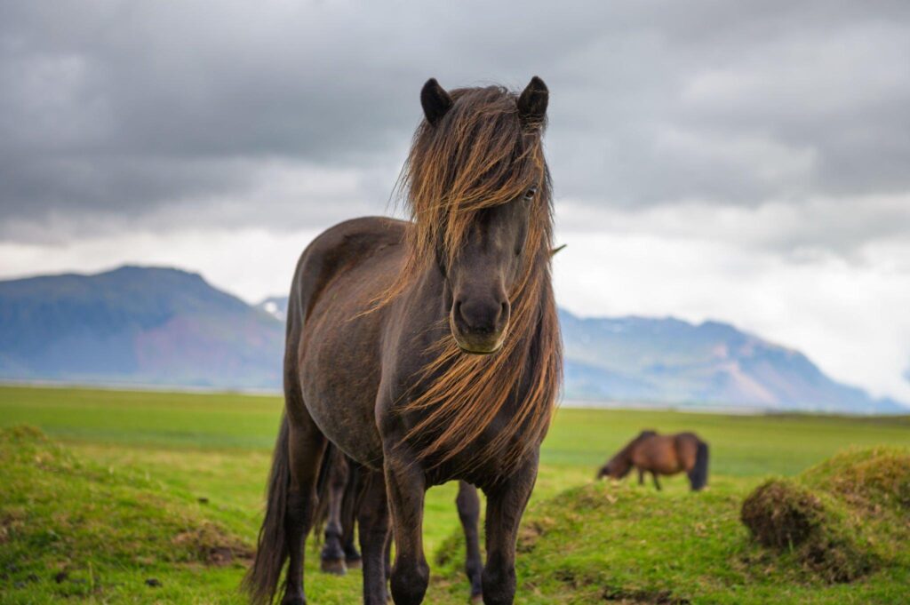 Icelandic-horse-in-the-scenic-nature