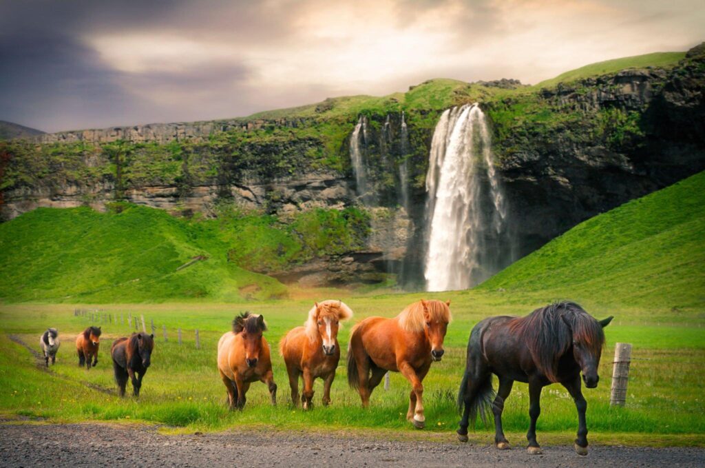 Icelandic-horses-at-Seljalandsfos