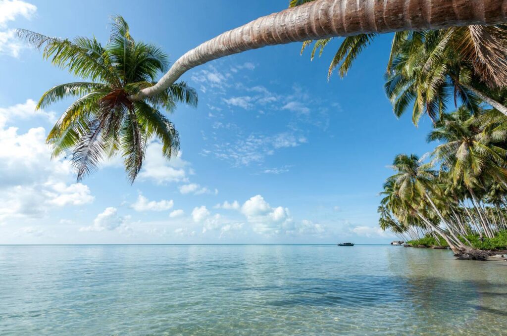 Palm tree on beach overhanging ocean