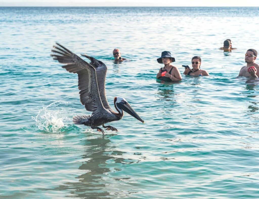 Pelican Aguadilla, Puerto Rico