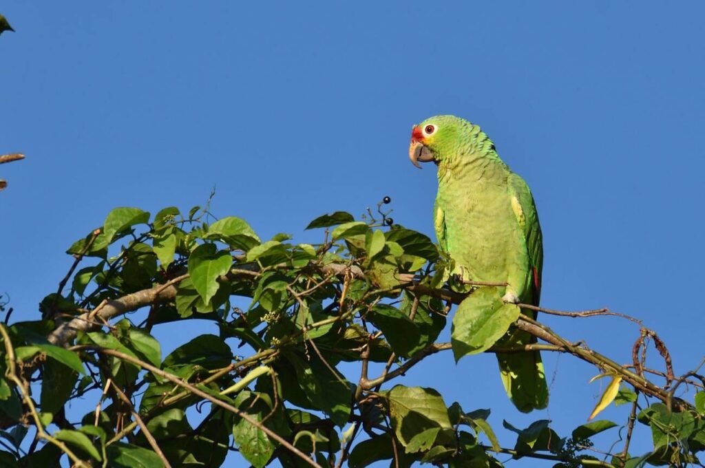 Red-lored Parrots in Costa Rica rainforest