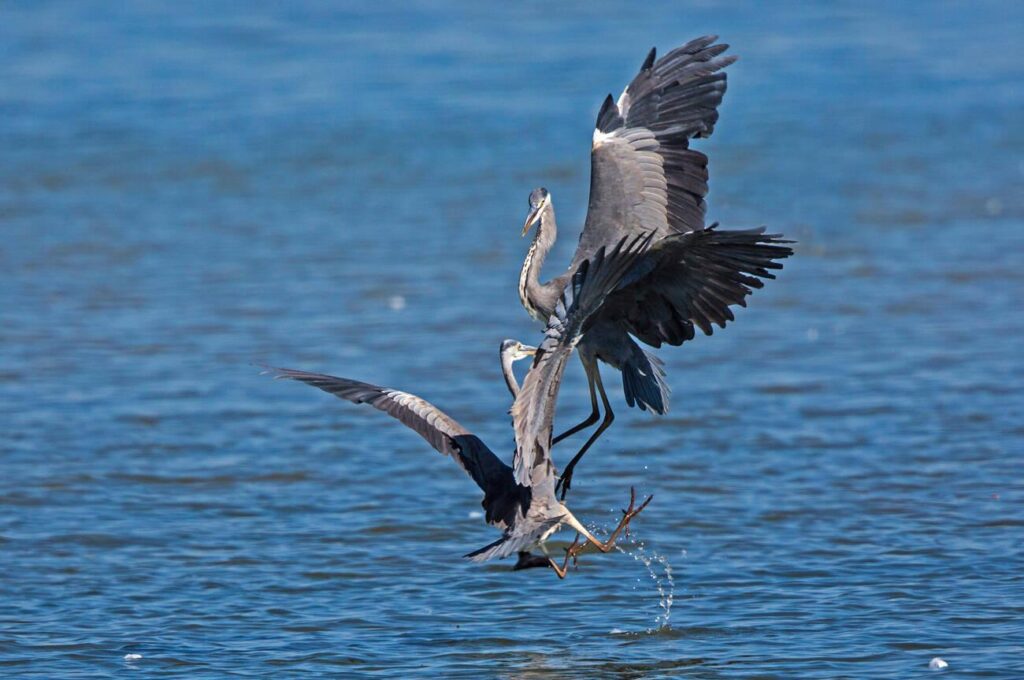 grey heron