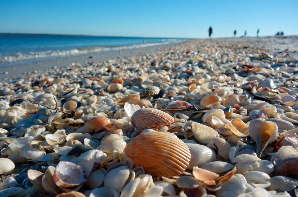 seashells