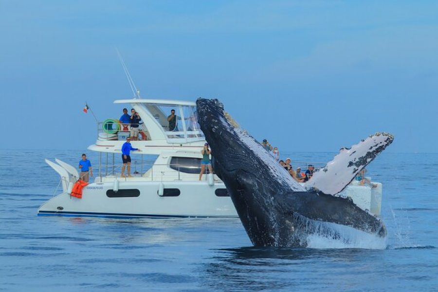 Whale Watching